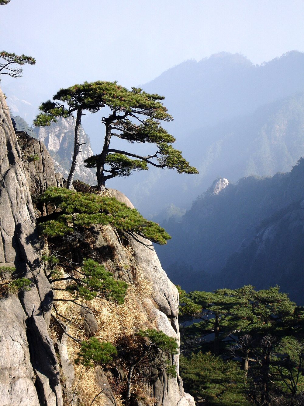 Antiguos pinos de Huangshan aferrados a escarpados acantilados rocosos