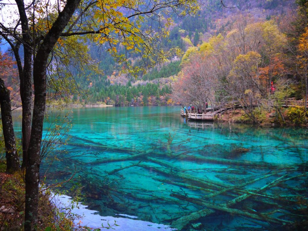 Crystal turquoise waters and submerged ancient trees of Five Flower Lake in Jiuzhaigou National Park