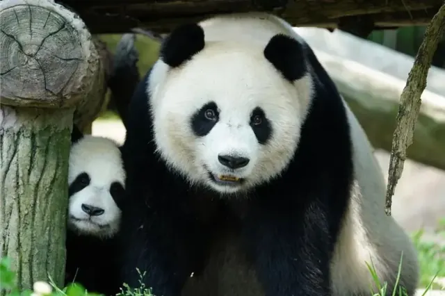 Sichuan Chengdu Giant Pandas and Jiuzhaigou